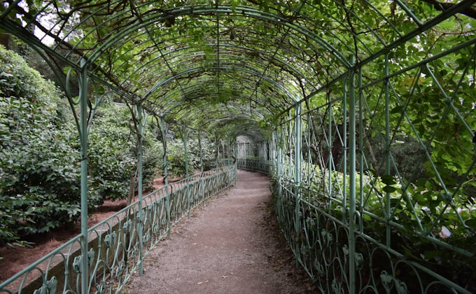 A winding vine-covered garden tunnel creating a meandering approach