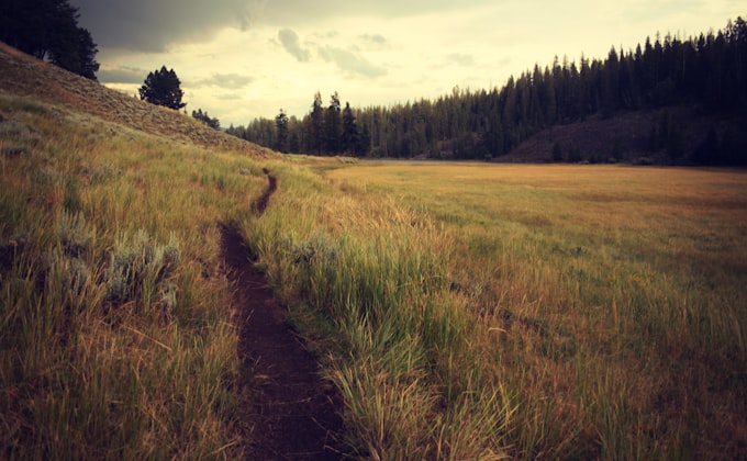 A worn footpath cutting through tall grass in a meadow