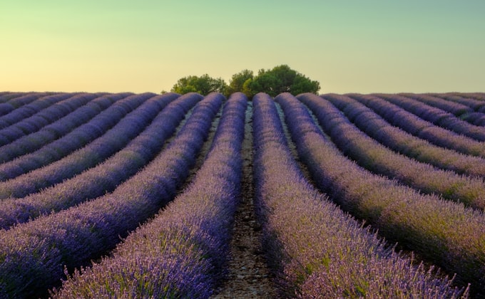 Rows of lavender in Provence flowing in mass drifts across the landscape