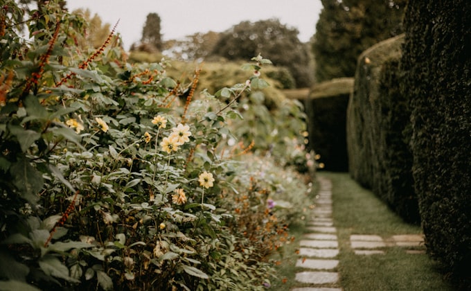Garden path with hedges leading the eye to a focal point