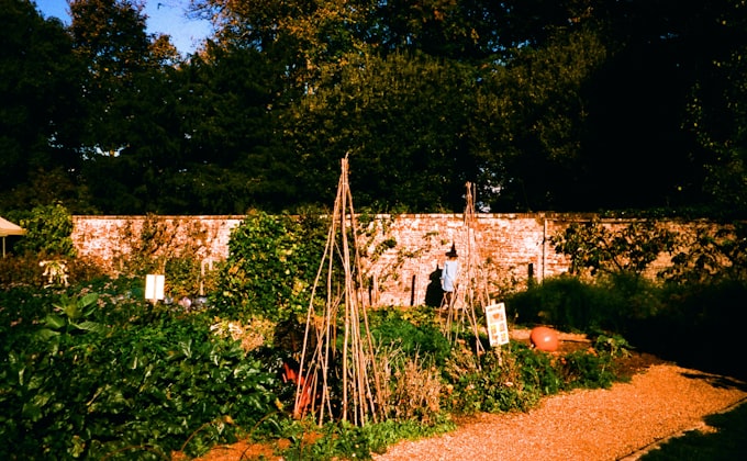 Walled garden with real brick, timber trellises and gravel paths