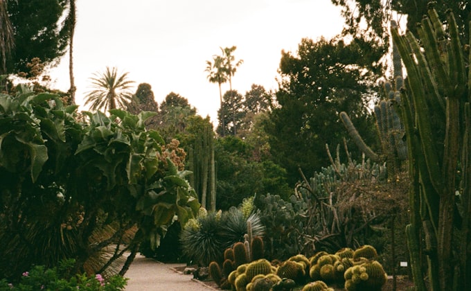 A curving garden path disappearing into lush planting