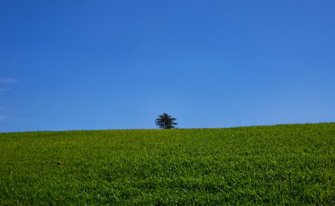 A lone tree on an open green hillside under clear blue sky