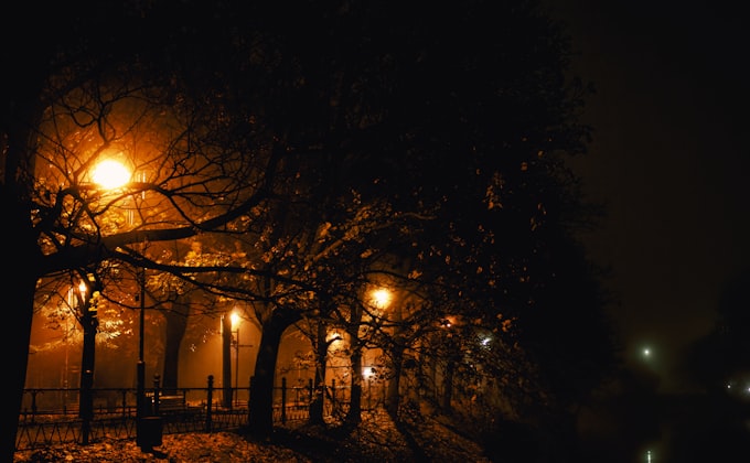 Trees dramatically uplighted at night with warm light and shadow play
