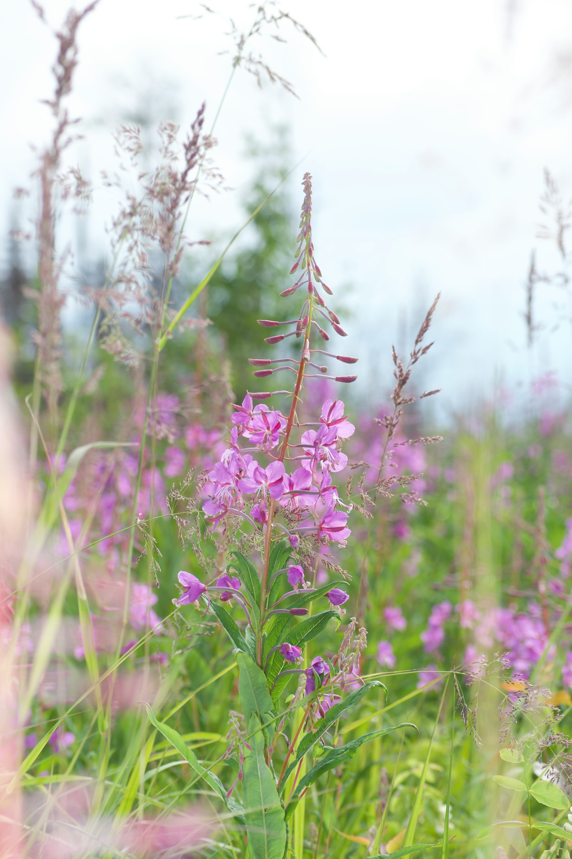 A field of purple wildflowers in summer meadow grass
