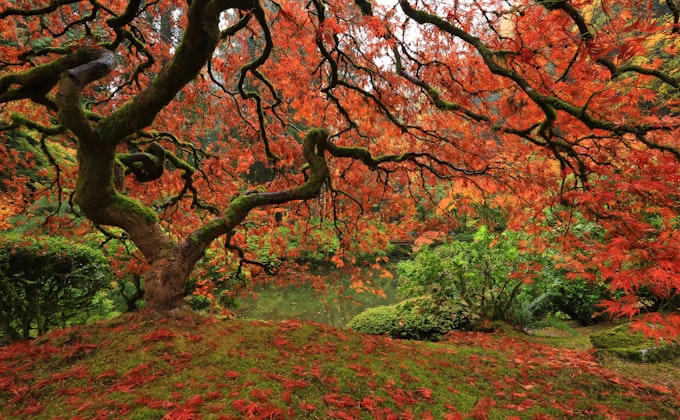 Japanese maple in blazing autumn colour in a designed garden