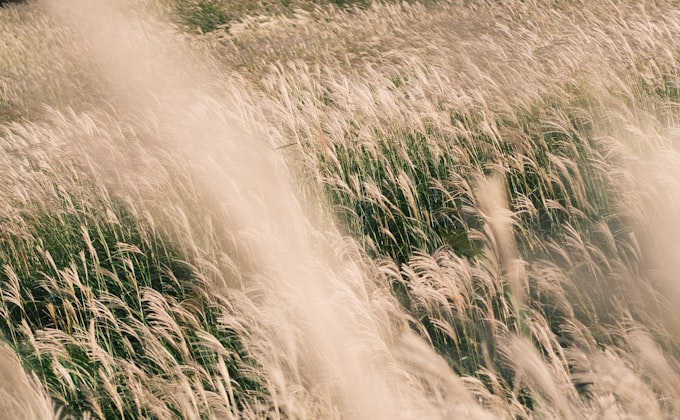 Ornamental pampas grasses swaying in the wind