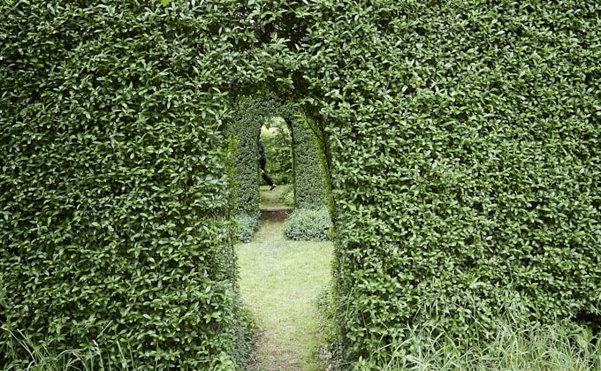 Narrow hedge archway creating a compressed passage in a garden