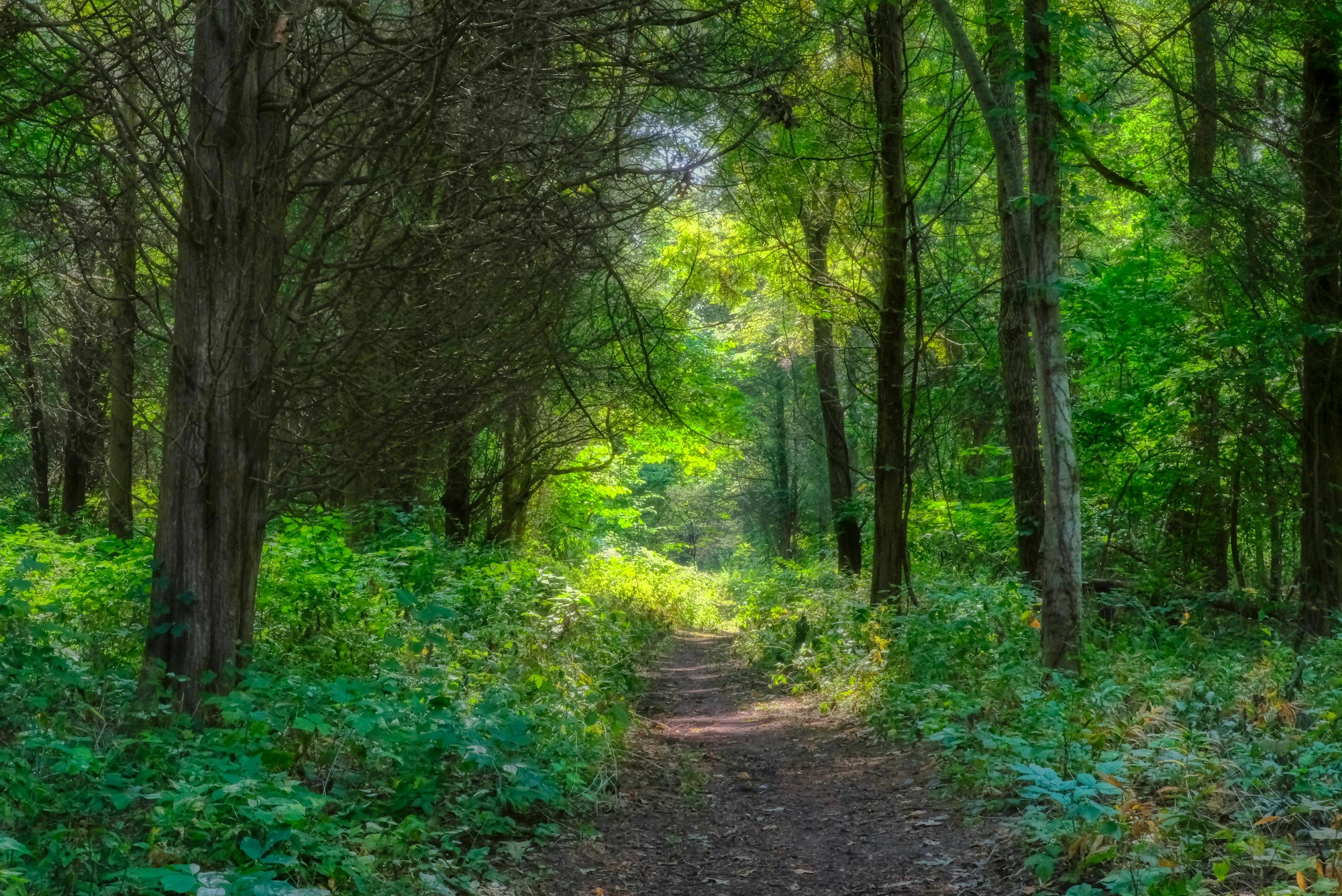 A sunlit forest path with layered canopy, mid-storey shrubs and ground vegetation