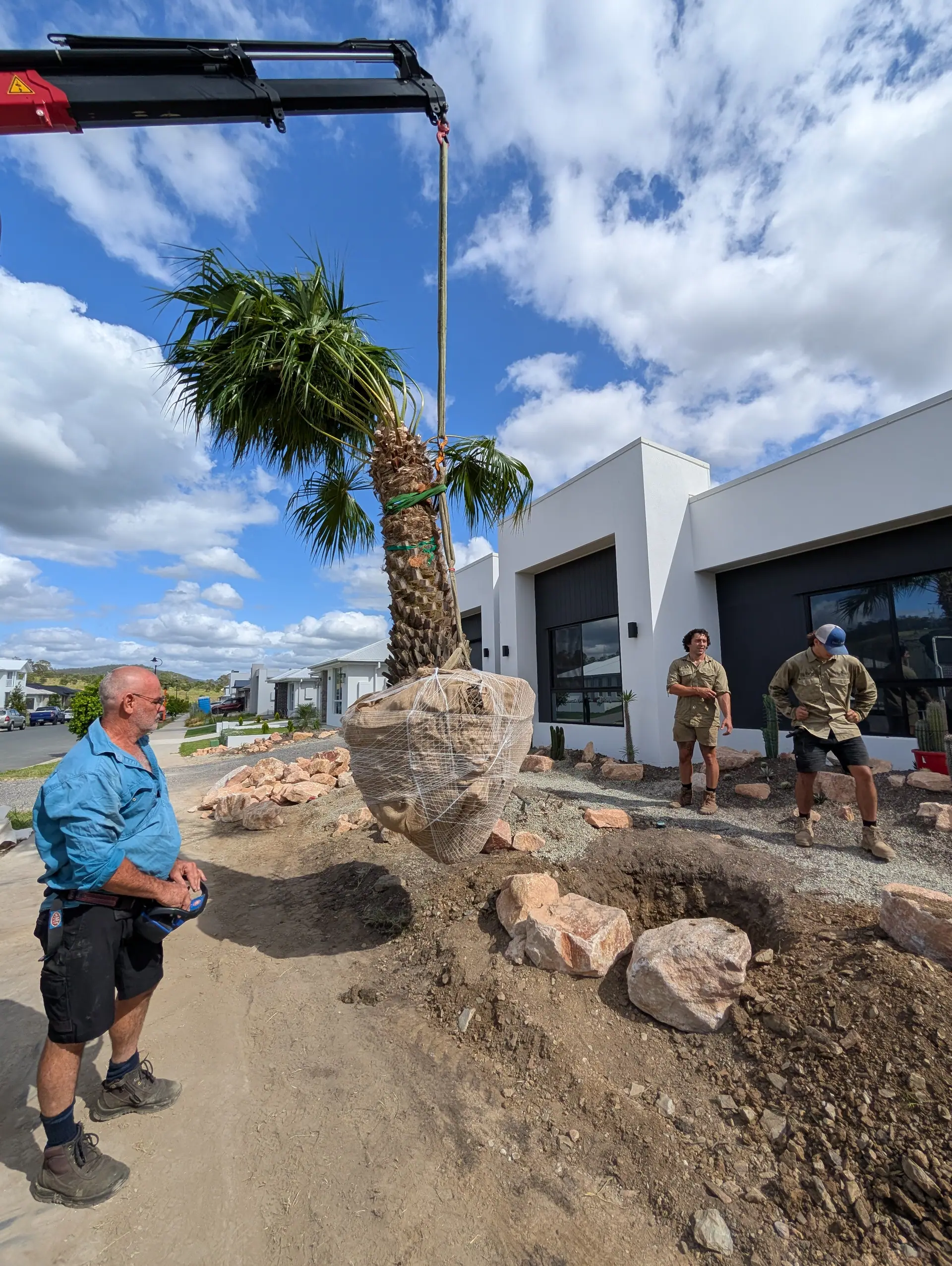 Salt Landscaping crew craning a mature palm tree into position on a residential landscape construction site