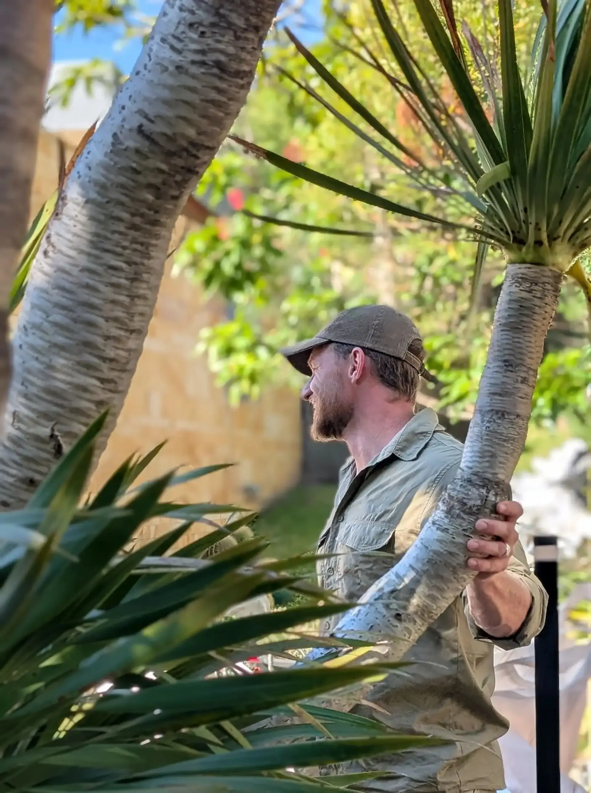 Travis from Salt Landscaping pruning an established dragon tree during garden maintenance